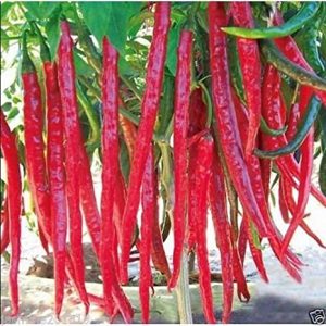 red chilli (1-kg)